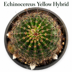 Echinocereu yellow EY677 HYBRID