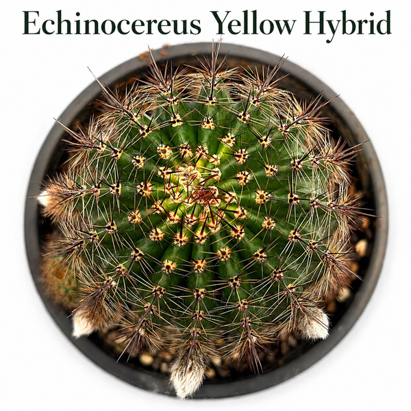 Echinocereu yellow EY677 HYBRID
