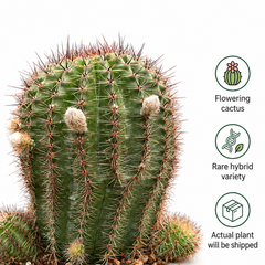 Echinocereu yellow EY677 HYBRID