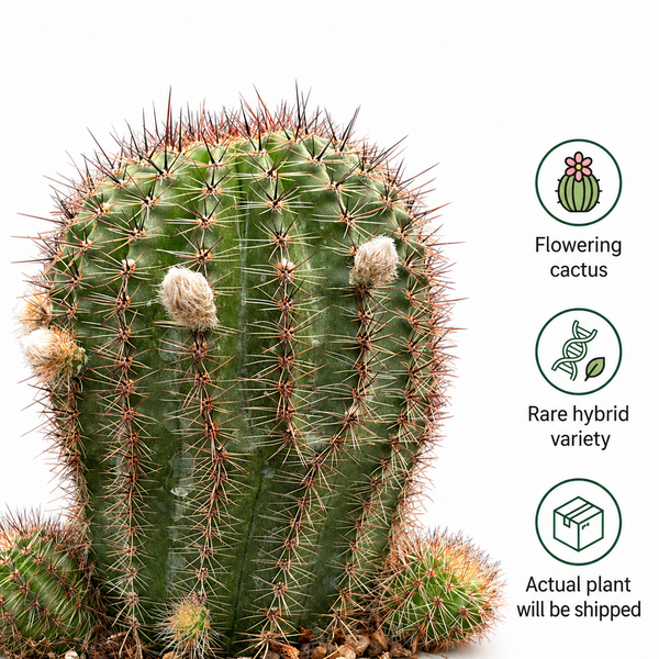 Echinocereu yellow EY677 HYBRID