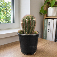 Echinocereu yellow EY677 HYBRID