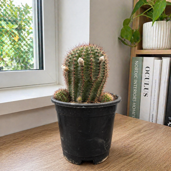 Echinocereu yellow EY677 HYBRID