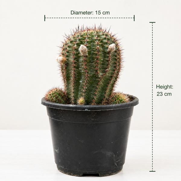Echinocereu yellow EY677 HYBRID