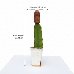 Echinocereus rigidissimus
