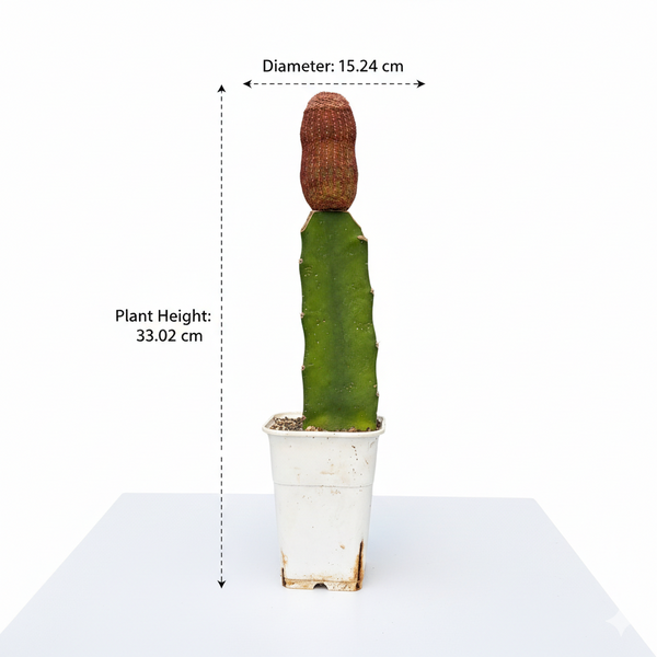 Echinocereus rigidissimus