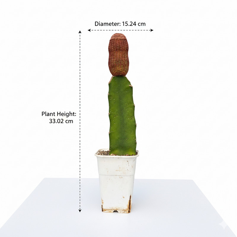 Echinocereus rigidissimus