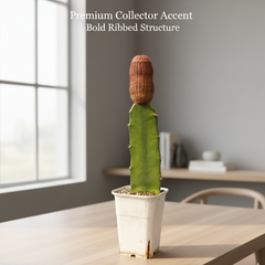 Echinocereus rigidissimus