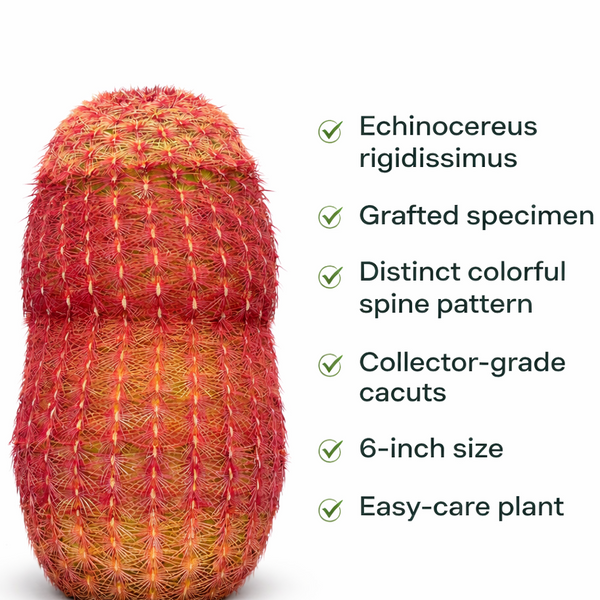 Echinocereus rigidissimus