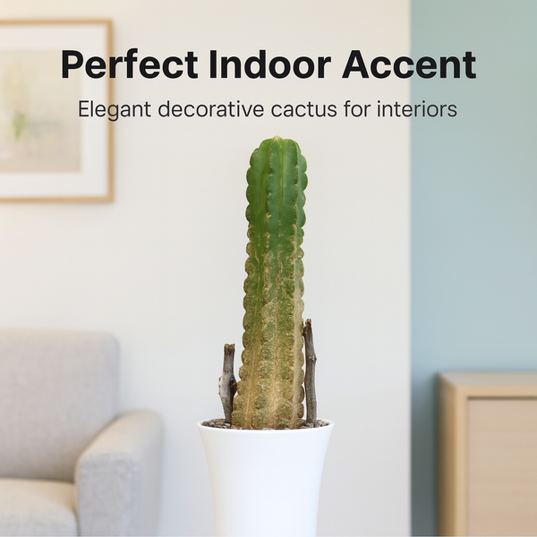 Echinocereus viereckii subs. morricalii