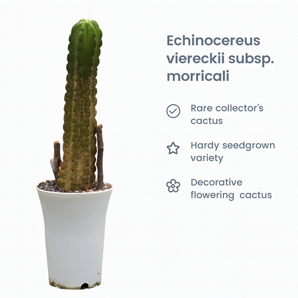 Echinocereus viereckii subs. morricalii