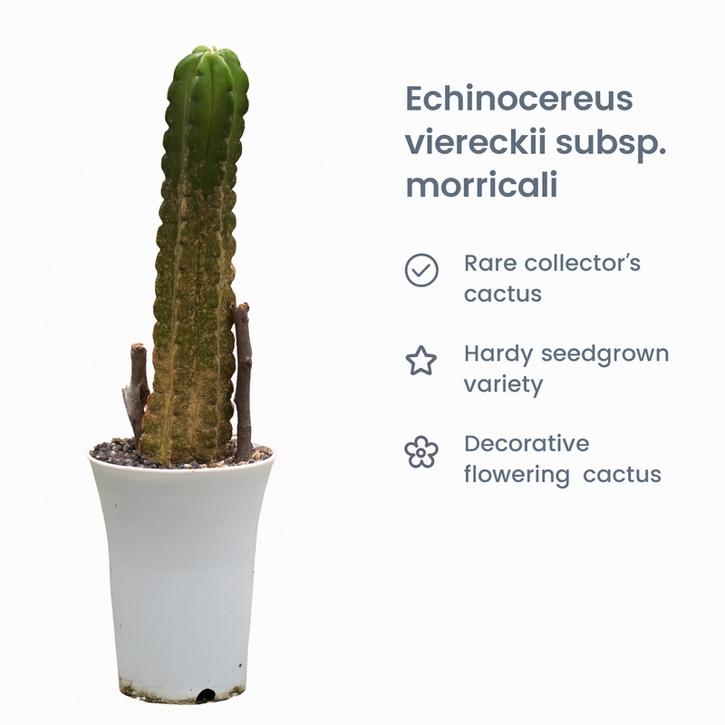 Echinocereus viereckii subs. morricalii