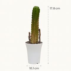 Echinocereus viereckii subs. morricalii