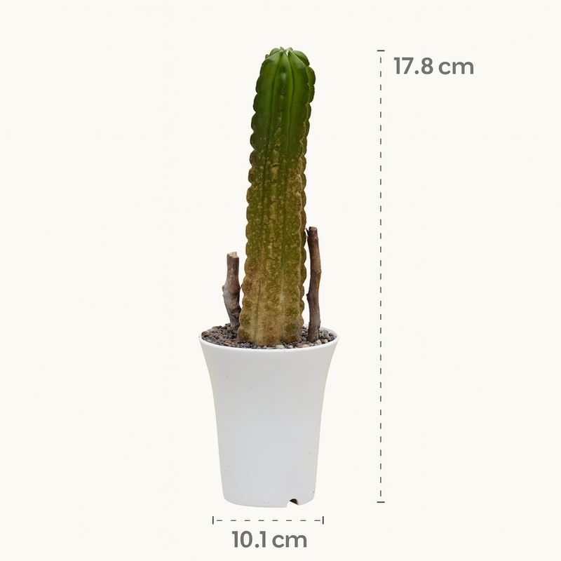 Echinocereus viereckii subs. morricalii