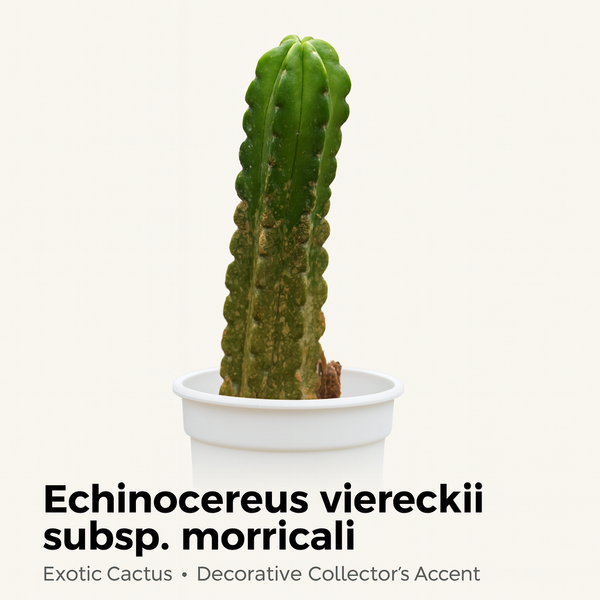 Echinocereus viereckii subs. morricalii