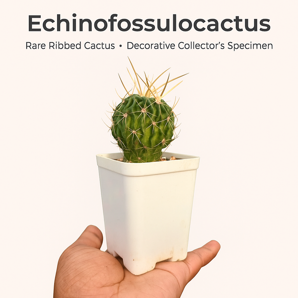 Echinofossulocactus