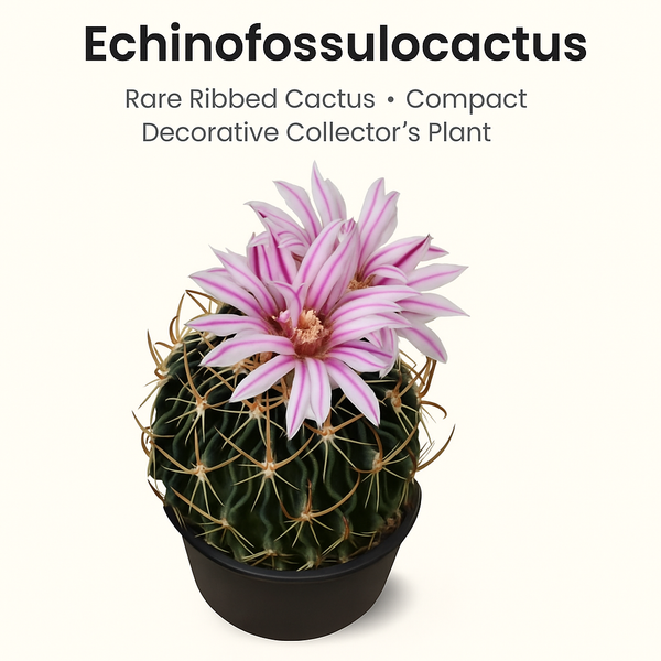 Echinofossulocactus