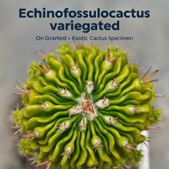 Echinofossulocactus variegated- brain Cactus variegated- stenocereus multicostatusÂ variegated