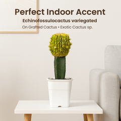 Echinofossulocactus variegated- brain Cactus variegated- stenocereus multicostatusÂ variegated