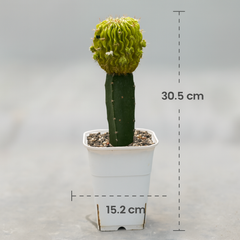 Echinofossulocactus variegated- brain Cactus variegated- stenocereus multicostatusÂ variegated