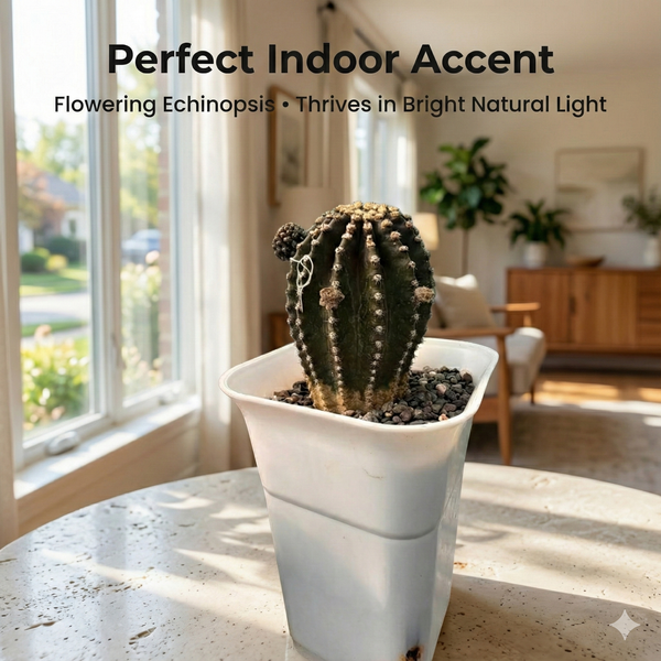 Echinopsis Red Paramount in bloom showing vibrant large red flowers.