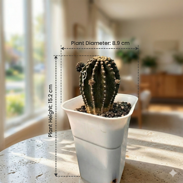 Echinopsis Red Paramount