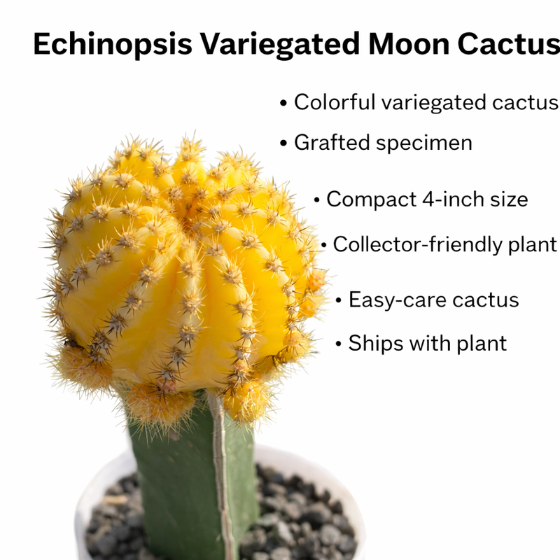 Echinopsis verigated, moon Cactus