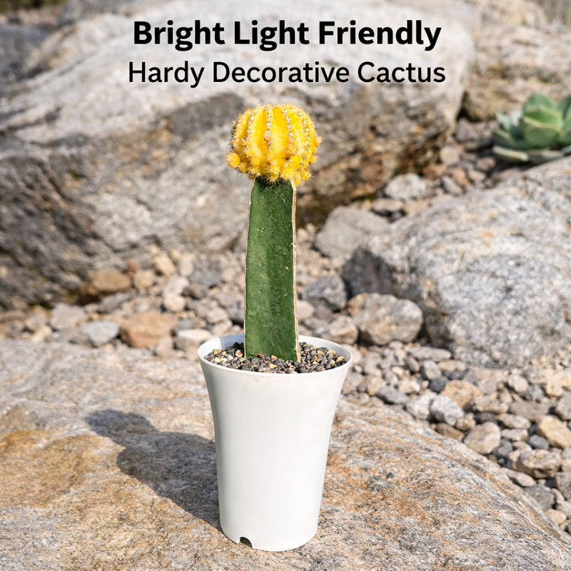 Echinopsis verigated, moon Cactus