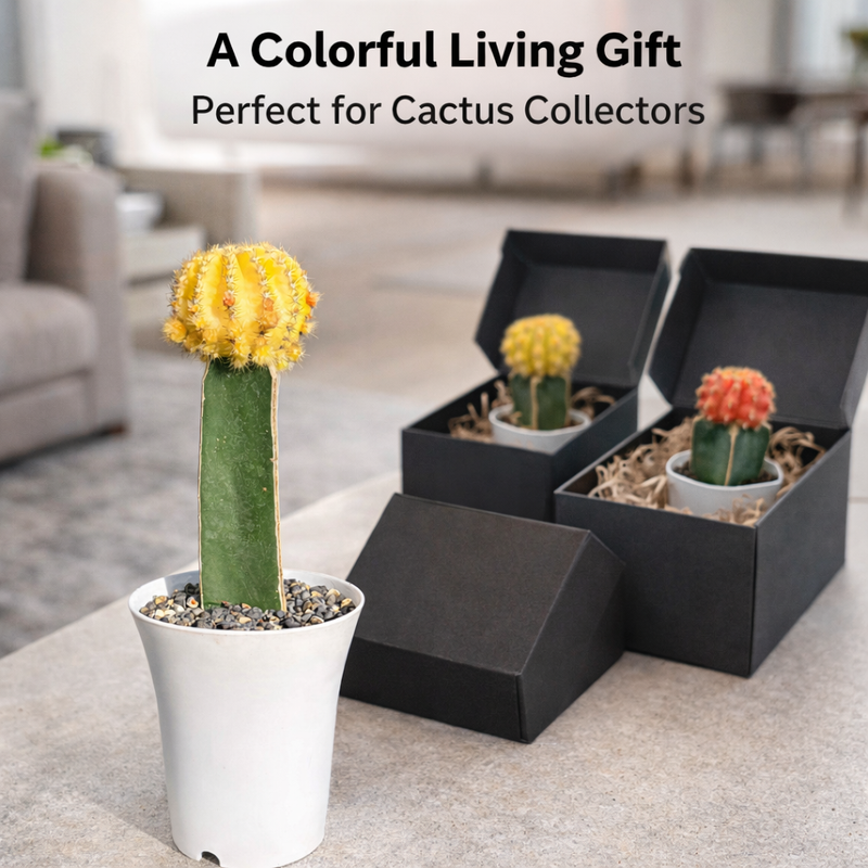 Echinopsis verigated, moon Cactus