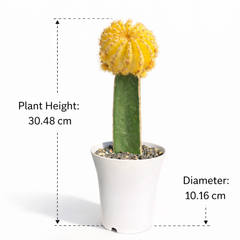 Echinopsis verigated, moon Cactus