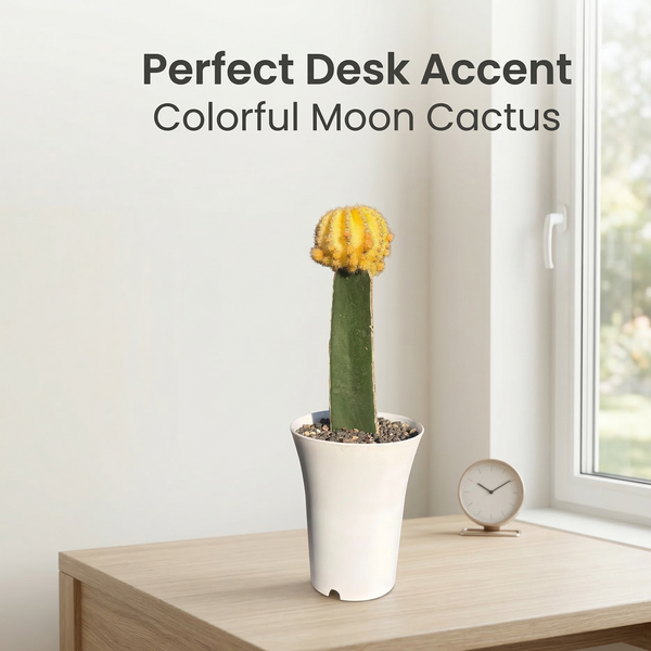 Echinopsis verigated, moon Cactus