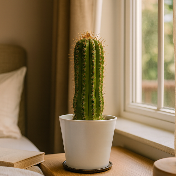 Echinopsis Flying Saucer