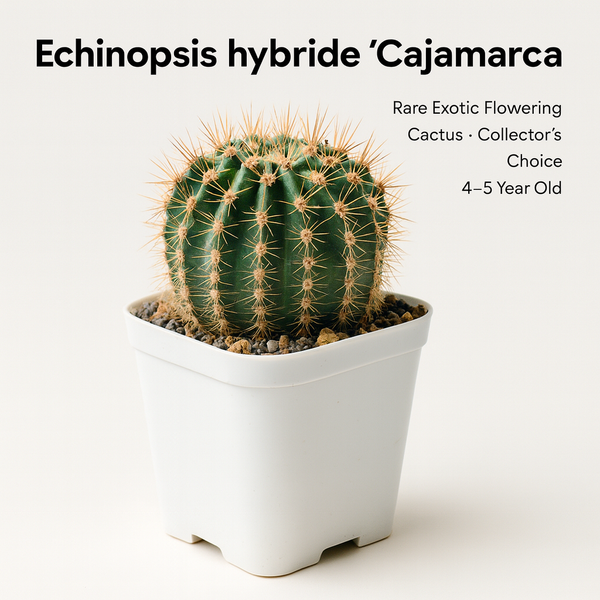 Echinopsis Hybride Cajamarca C.405