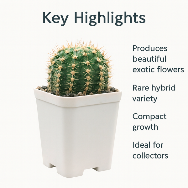 Echinopsis Hybride Cajamarca C.405