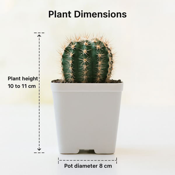 Echinopsis Hybride Cajamarca C.405