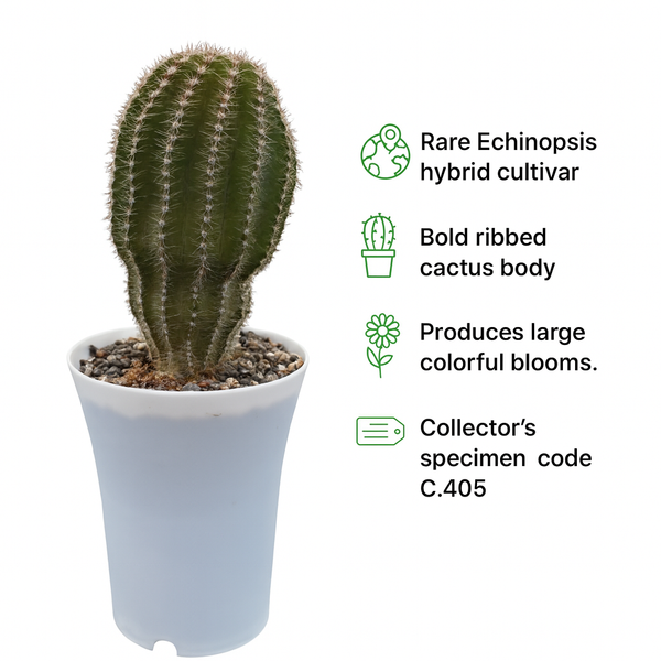 Echinopsis Hybride Cajamarca C.405 m1