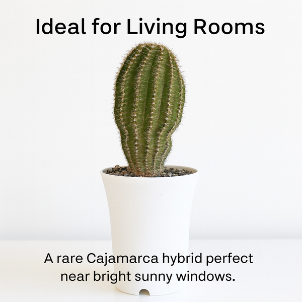 Echinopsis Hybride Cajamarca C.405 m1