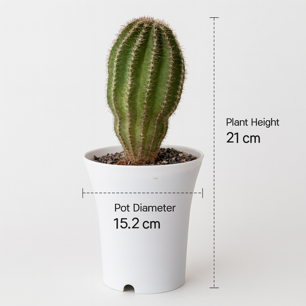 Echinopsis Hybride Cajamarca C.405 m1