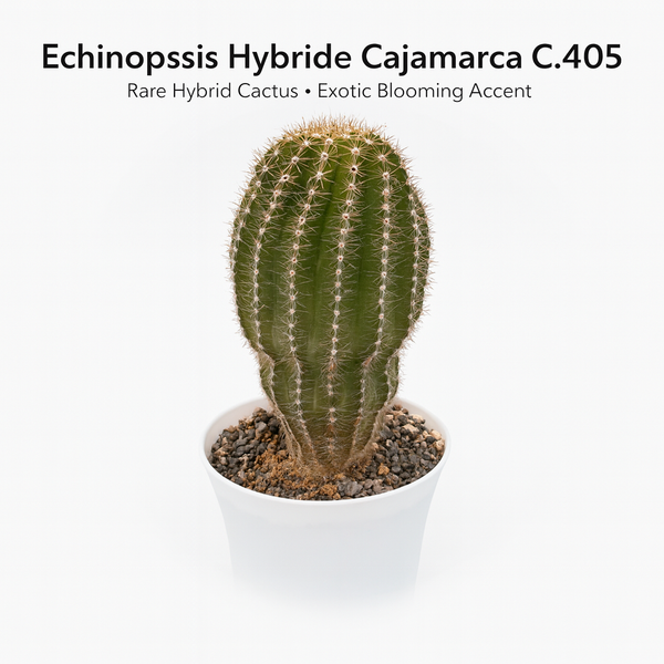 Echinopsis Hybride Cajamarca C.405 m1
