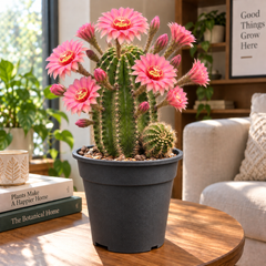 Echinopsis Queen for a Day