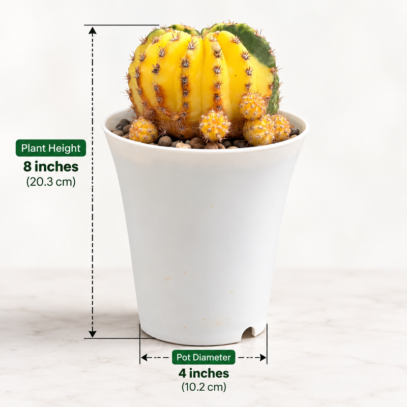 Echinopsis variegated