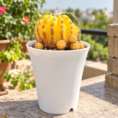 Echinopsis variegated