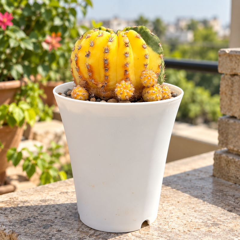 Echinopsis variegated