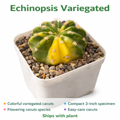 Echinopsis variegated