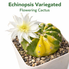Echinopsis variegated