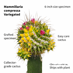 Mammillaria compressa variegated moon cactus