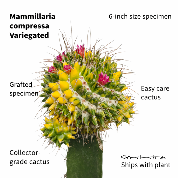 Mammillaria compressa variegated moon cactus