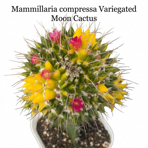 Mammillaria compressa variegated moon cactus