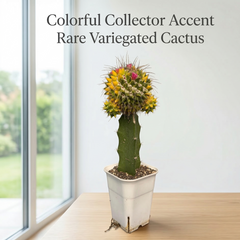 Mammillaria compressa variegated moon cactus