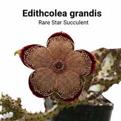 Edithcolea grandis-star cactus flower