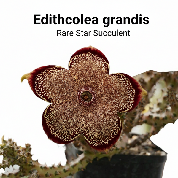 Edithcolea grandis-star cactus flower